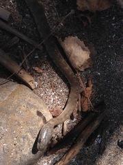 Nerodia sipedon insularum