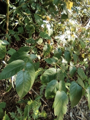 Aralia chinensis