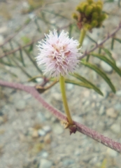 Mimosa diplotricha