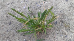 Phleum paniculatum