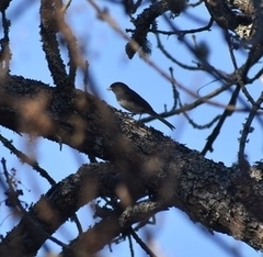 Junco hyemalis image