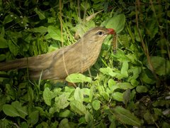 Taccocua leschenaultii