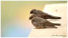 Ptyonoprogne concolor