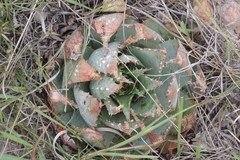 Aloe pratensis