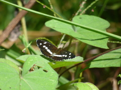 Janatella fellula