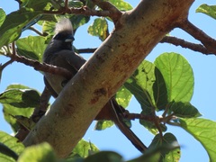 Colius striatus integralis