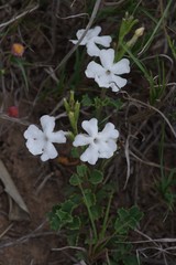 Chascanum cuneifolium