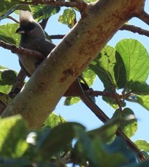 Colius striatus integralis