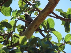 Colius striatus integralis