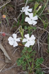 Chascanum cuneifolium