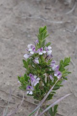 Psoralea carnea