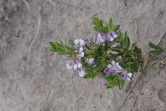 Psoralea carnea