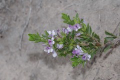 Psoralea carnea