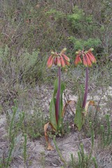 Cyrtanthus obliquus