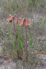 Cyrtanthus obliquus