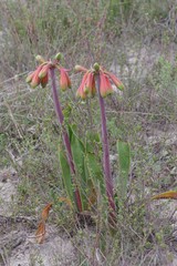 Cyrtanthus obliquus
