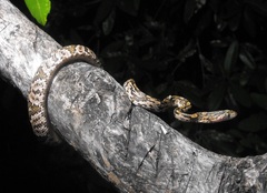 Trimorphodon biscutatus