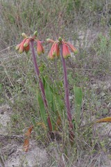 Cyrtanthus obliquus