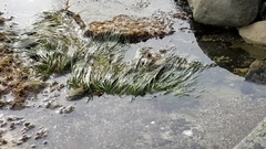 Phyllospadix scouleri