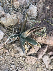 Agave simplex