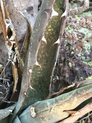 Agave simplex