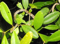 Trimorphodon biscutatus