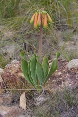 Cyrtanthus obliquus