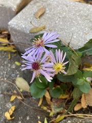 Symphyotrichum