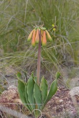 Cyrtanthus obliquus