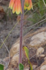 Cyrtanthus obliquus