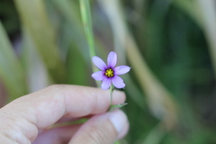 Sisyrinchium platense