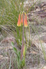 Cyrtanthus obliquus