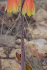Cyrtanthus obliquus
