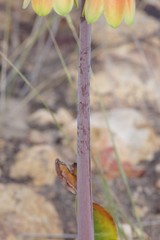 Cyrtanthus obliquus