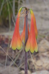 Cyrtanthus obliquus