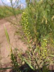 Lepidium apetalum