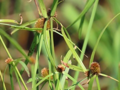 Cyperus melanospermus