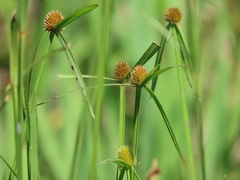Cyperus melanospermus
