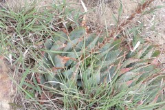 Aloe pratensis