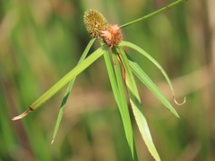 Cyperus melanospermus