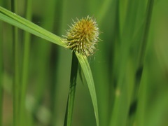 Cyperus melanospermus