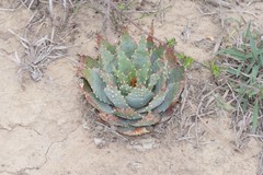 Aloe pratensis