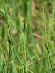 Cyperus melanospermus