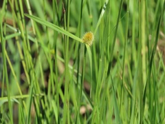 Cyperus melanospermus