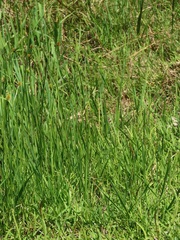 Cyperus melanospermus