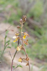 Eulophia tuberculata