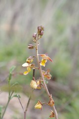 Eulophia tuberculata
