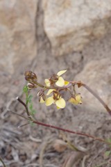 Eulophia tuberculata