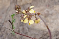 Eulophia tuberculata