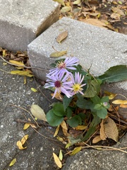 Symphyotrichum